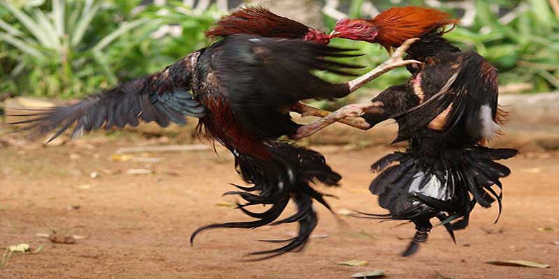 Đá Gà Cựa Sắt F8BET – Cảm Nhận Trận Đấu Cực Đỉnh 5 Giới thiệu về đá gà cựa sắt